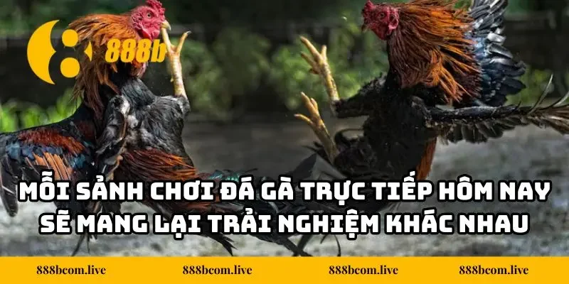 Mỗi sảnh chơi đá gà trực tiếp hôm nay sẽ mang lại trải nghiệm khác nhau