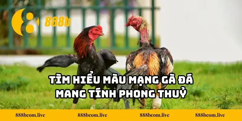 Tìm hiểu màu mạng gà đá mang tính phong thuỷ