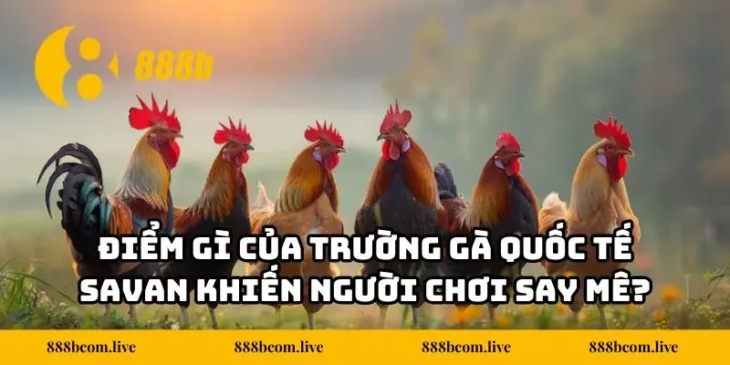 Điểm gì của trường gà quốc tế Savan khiến người chơi say mê?
