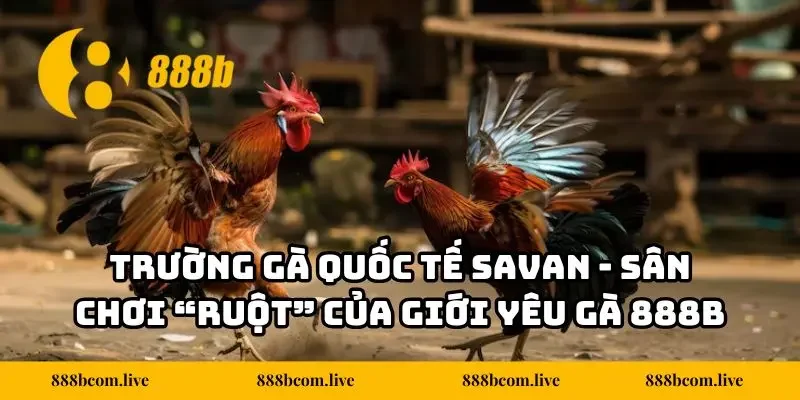 Trường Gà Quốc Tế Savan - Sân Chơi “Ruột” Của Giới Yêu Gà